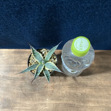 アガベ スカブラショート 黄覆輪　Agave scabra f. marginata Short Leaf