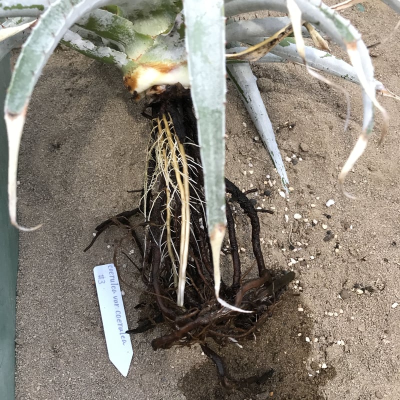 プヤ セルーレア Puya coerulea var. coerulea | radical