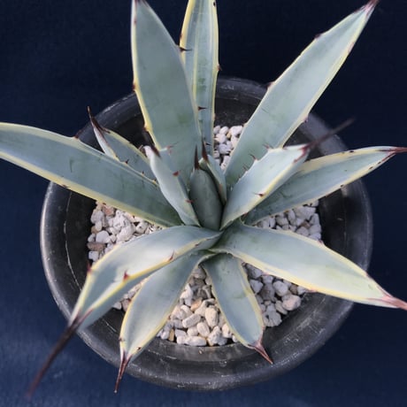 アガベ  マクロアカンサ錦　覆輪 　Agave macroacantha variegated