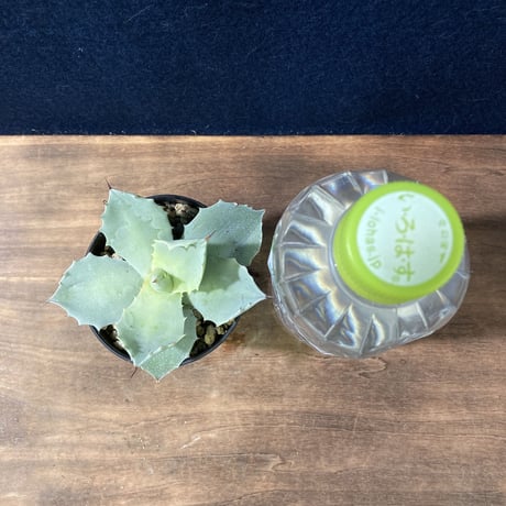 【厚葉・青白肌】アガベ イシスメンシス　Agave isthmensis