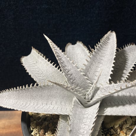 ディッキア マルニエラポストレイ　Dyckia ｍarnier-lapostollei