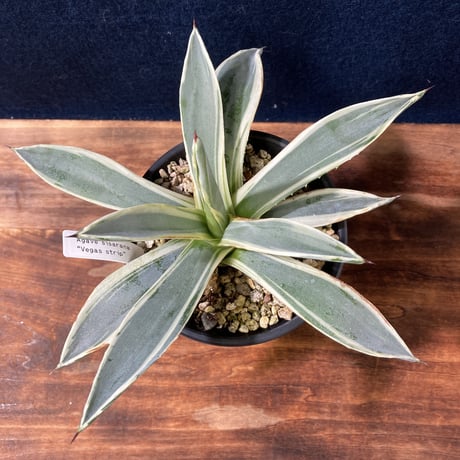 アガベ ベガスストリップ Agave sisalana “Vegas Strip”