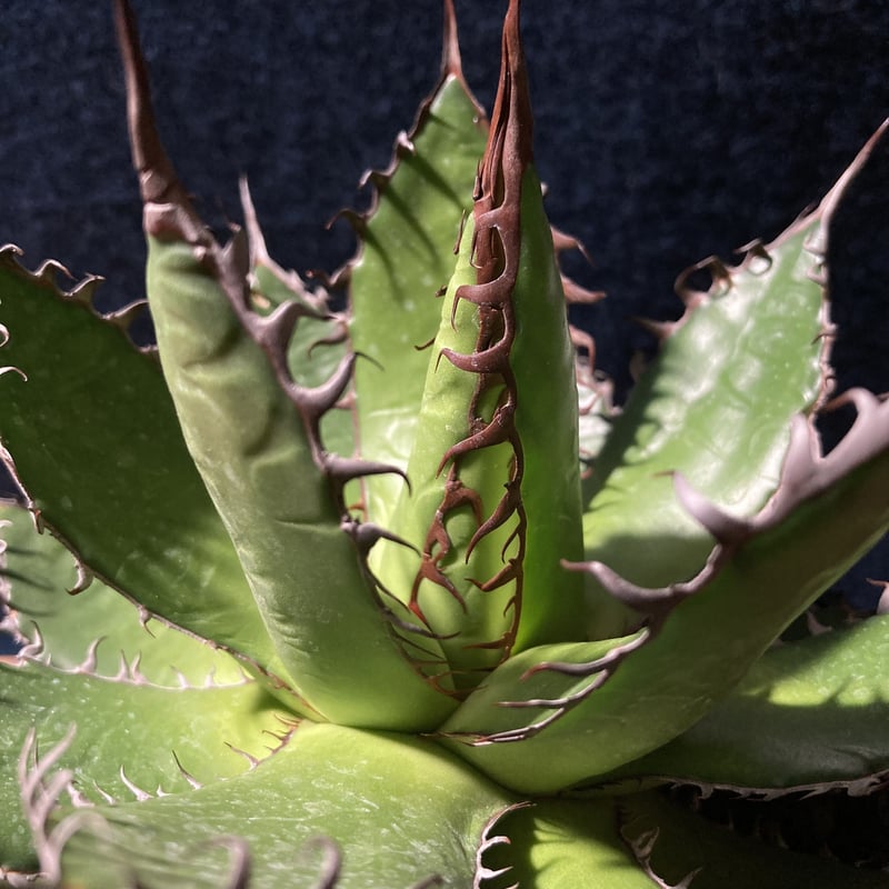 アガベ ホリダ 強鋸歯 Agave horrida | radical botanics アガベ ホリダ 強鋸歯 Agave horrida | radical botanics