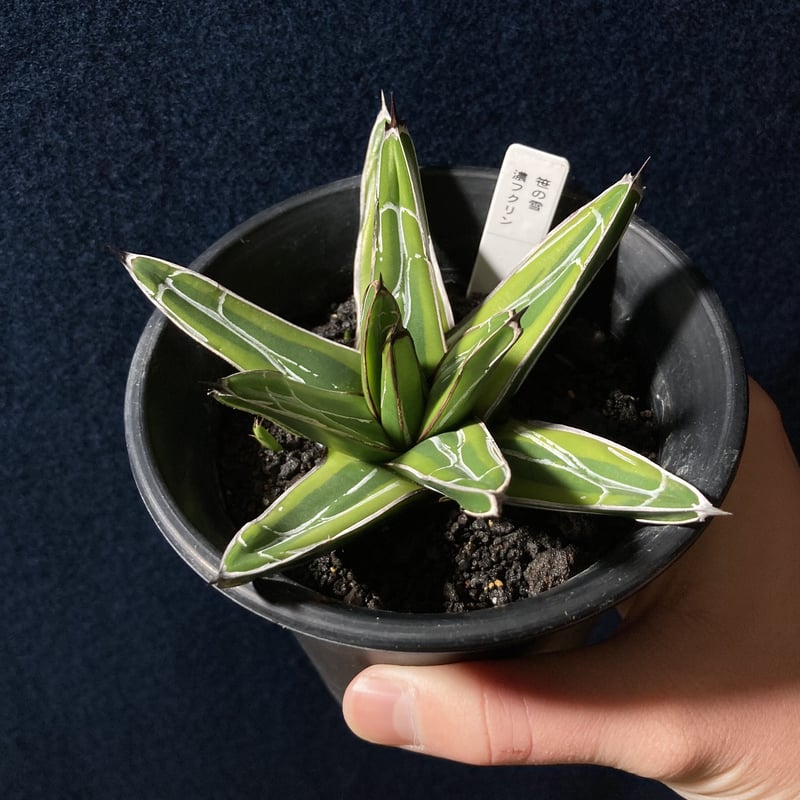 アガベ 笹の雪 濃覆輪 3.5号鉢 | radical botanics