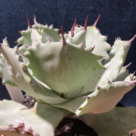 Agave isthmensis × parviflora　　最優良選抜