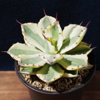 プヤ ベヌスタ Puya venusta | radical botanics