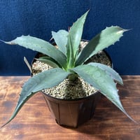 アガベ フェロックス “ギガンティア” 平尾氏輸入株　Agave salmiana v.ferox “Gigantia”　Mr.HIRAO