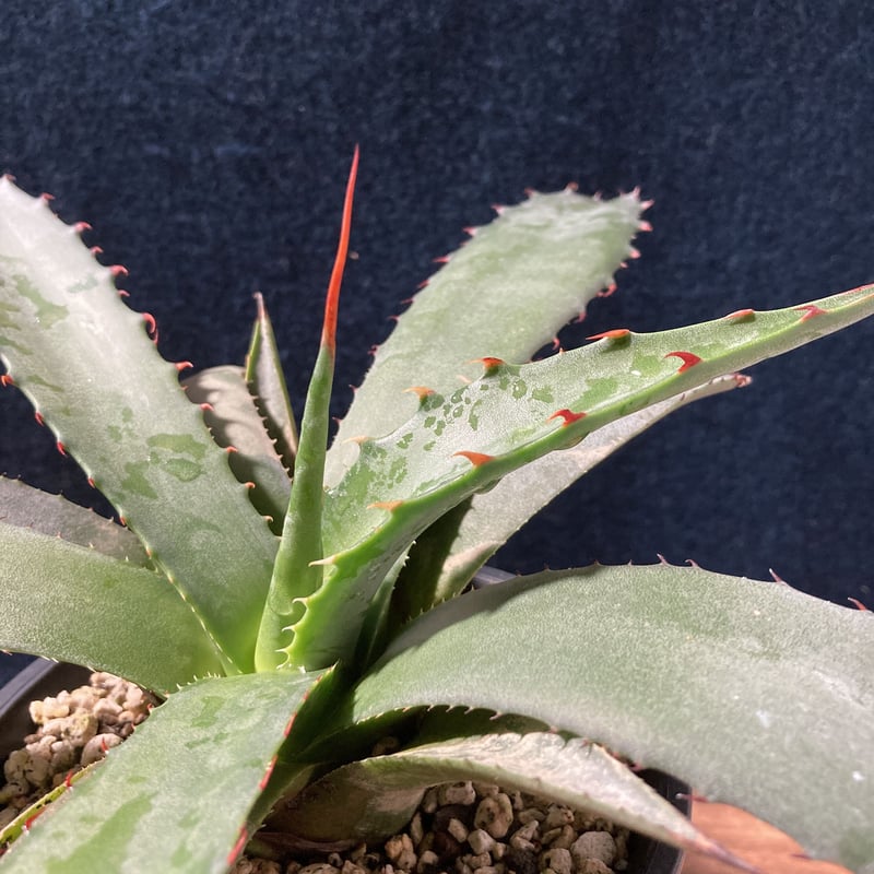 アガベ フェロックス ジョーズタイプ Agave salmiana v.ferox