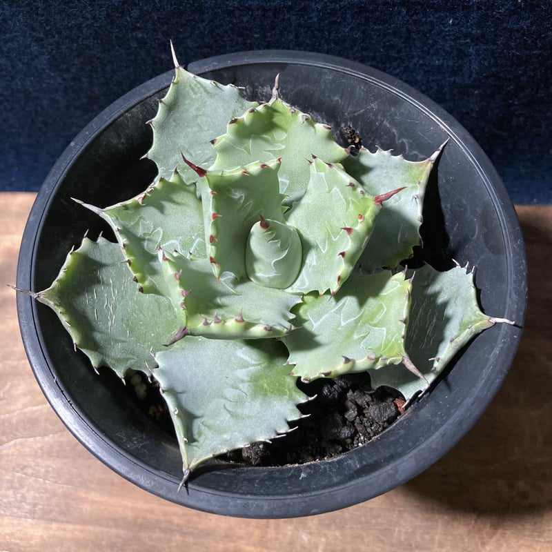 アガベ キャメロンブルー Agave potatorum “Cameron Blue” | r