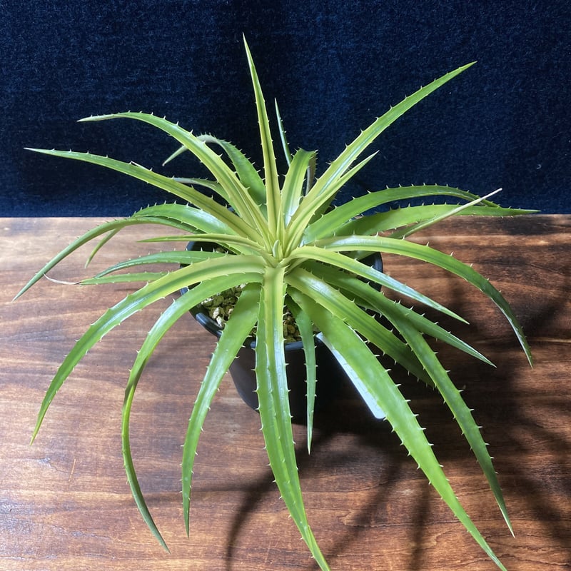 Dyckia ディッキア 9株 ディッキア パラファト Dyckia Pallaphat Dyckia ディッキア 9株 ディッキア パラファト Dyckia Pallaphat