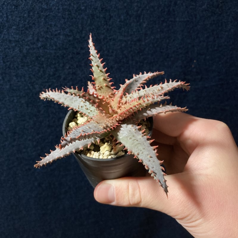 アロエ ワイリーカヨーテ Aloe 