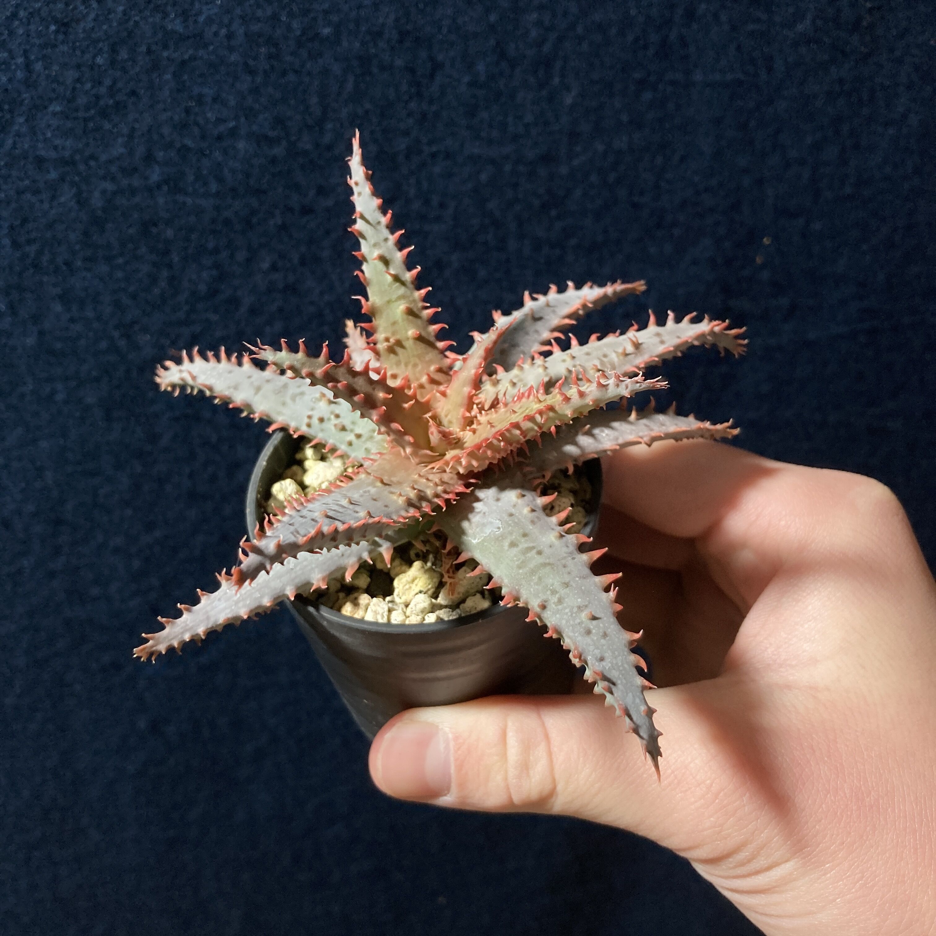 アロエ ワイリーカヨーテ Aloe 