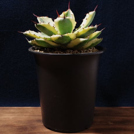 アガベ   スーパークラウン　Agave  potatrum   ‘Super  Crown’