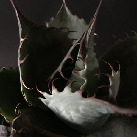 アガベ　❛ファイヤーボール❜　Agave  parrasana  ’Fire ball’