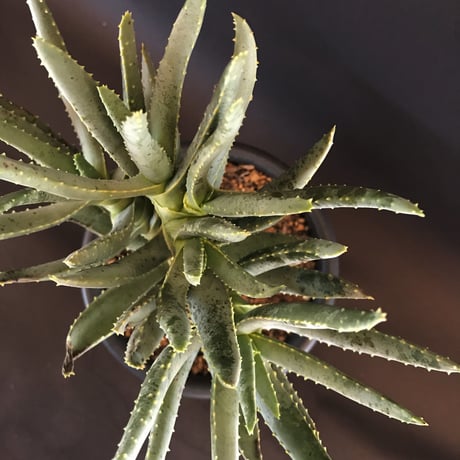 アロエ   ラモシシマ   五分頭　 Aloe  ramosissima