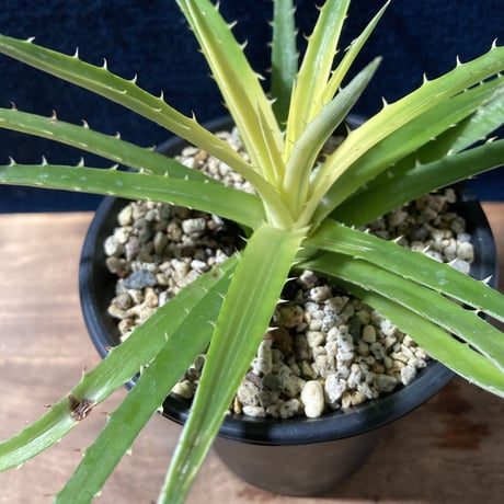 ディッキア パラファット　Dyckia “Pallaphat”