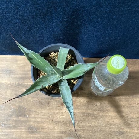 アガベ スカブラ錦 縞斑　Agave scabra f.striata