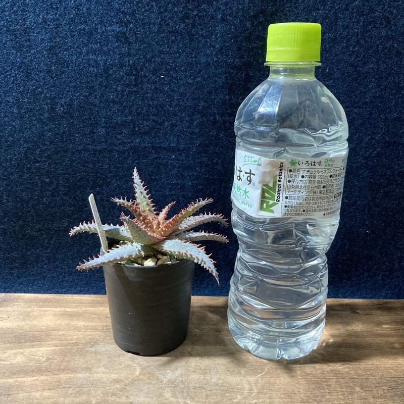 アロエ ワイリーカヨーテ Aloe 