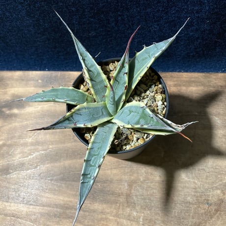 アガベ ザルケンシス錦 白黄覆輪　Agave scabra v.zarucensis f. aureo marginata