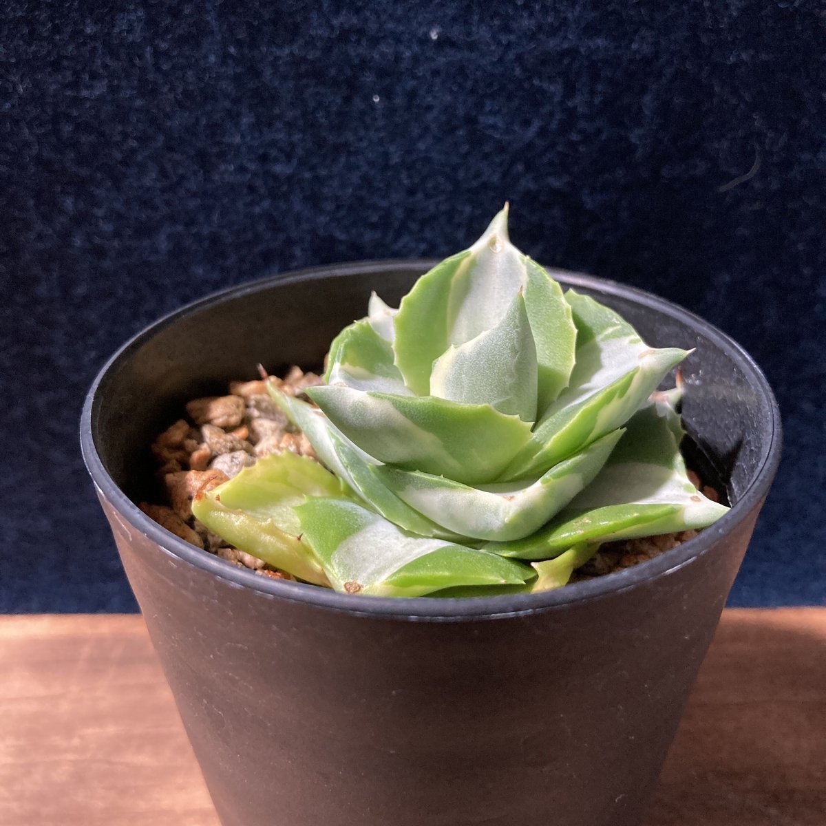 アガベ　王妃雷神　モモラテ　子株付き アガベ 王妃雷神 モモラテ 子株付き