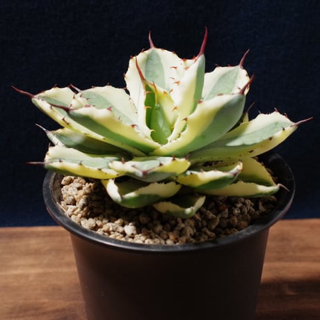 アガベ   スーパークラウン　Agave  potatrum   ‘Super  Crown’