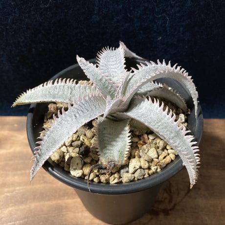Dyckia ｍarnier-lapostollei “Pink Spine”　ディッキア マルニエラポストレイ ピンクスパイン