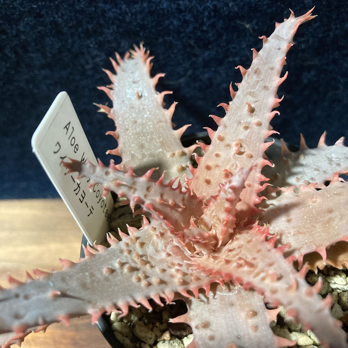 アロエ　ワイリーコヨーテ　② アロエ ワイリーカヨーテ Aloe 