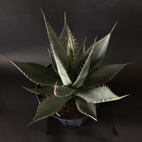 アガベ　シャウイ　Agave　shawii