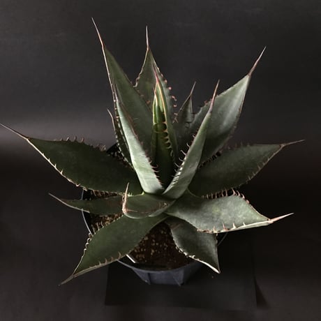 アガベ　シャウイ　Agave　shawii