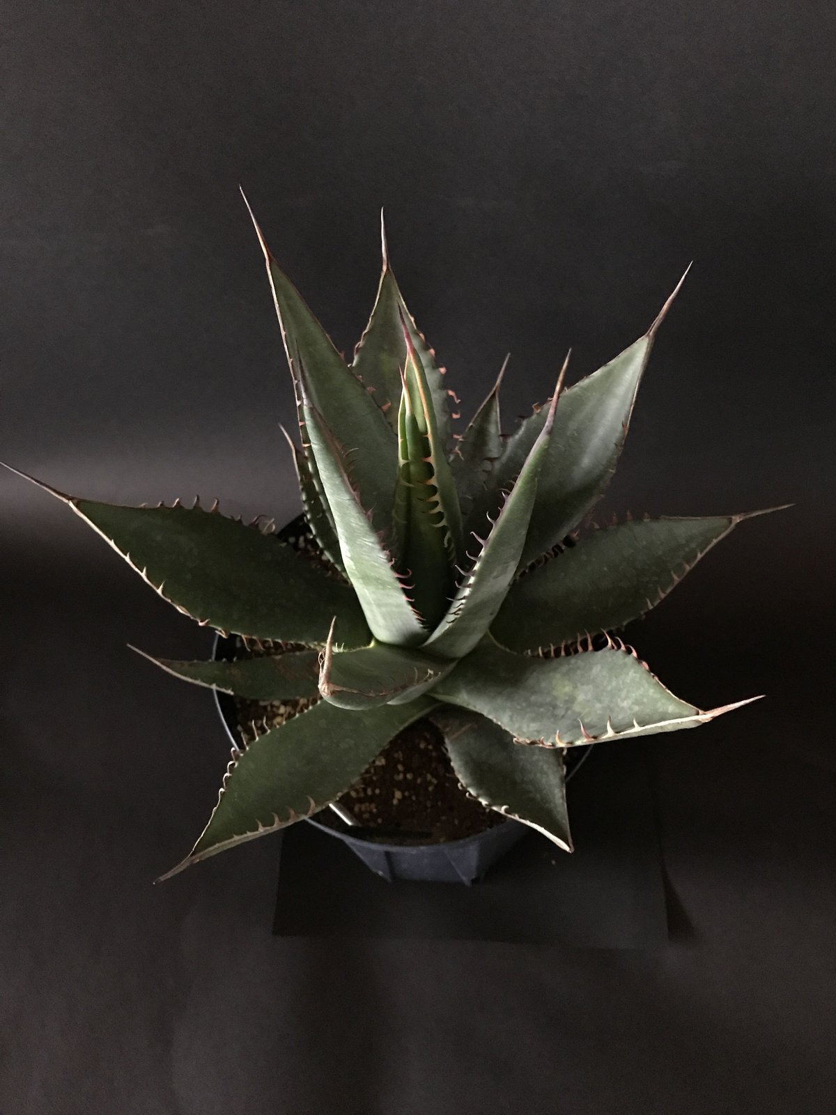 【美株】オバティフォリア オルカ 発根済 検 パリー キラー アガベ オバティホリア キラー発根済み(検 オルカ パリー パラサナ