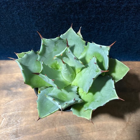 アガベ イストメンシス　Agave isthmensis