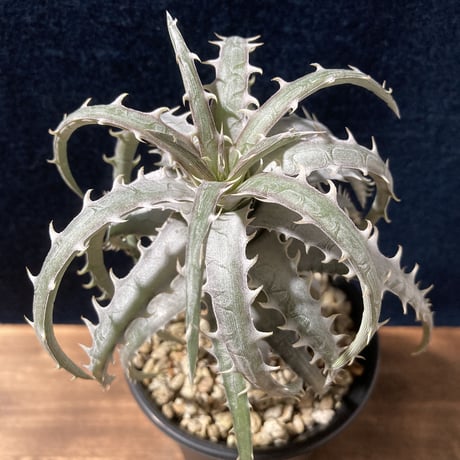 ディッキア ゴエリンギー タイプクローン　Dyckia goeringii Type Clone