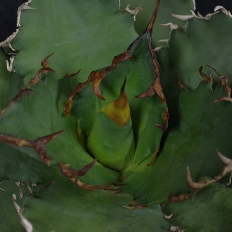 アガベ　チタノータ　Agave　titanota