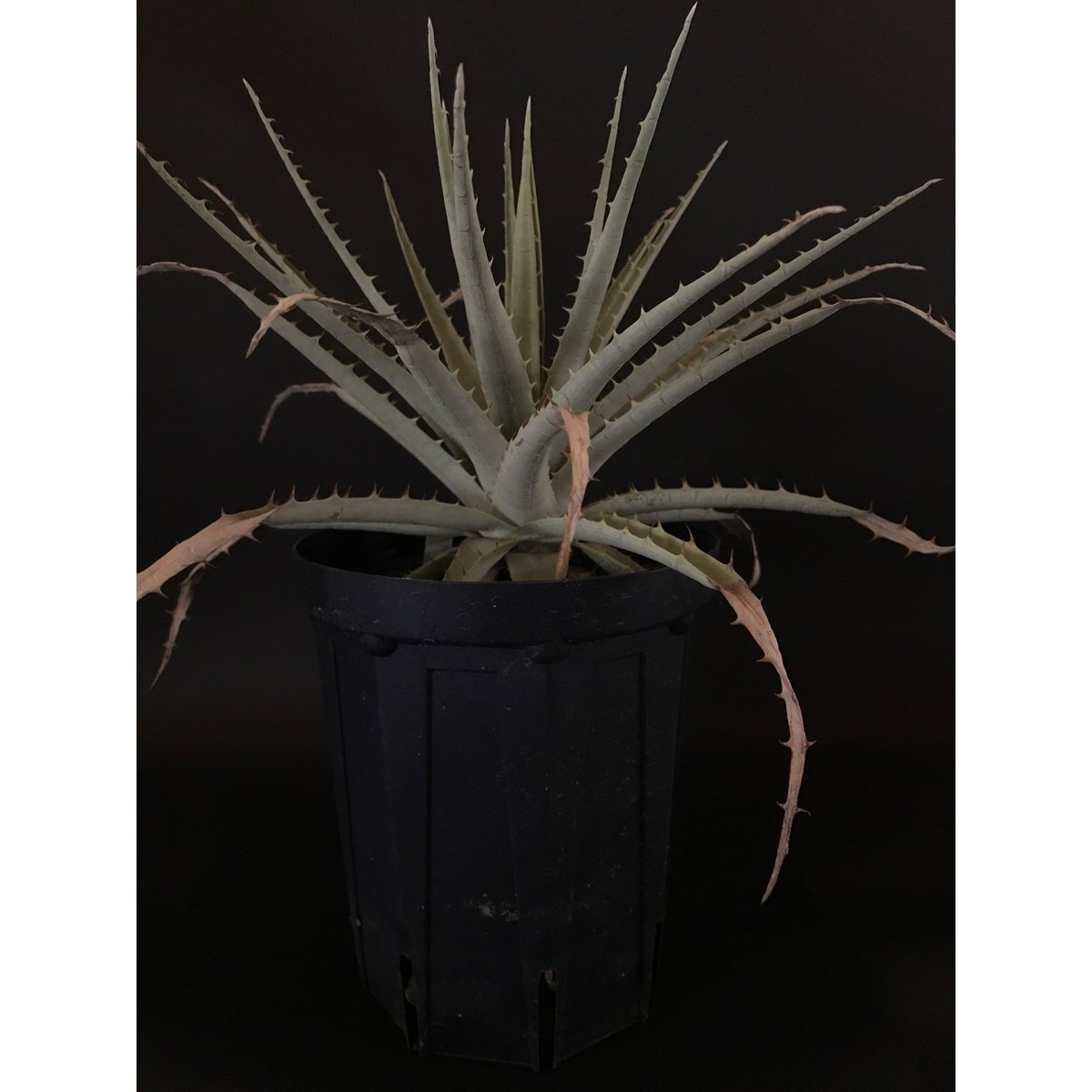 プヤ ベヌスタ Puya venusta | radical botanics