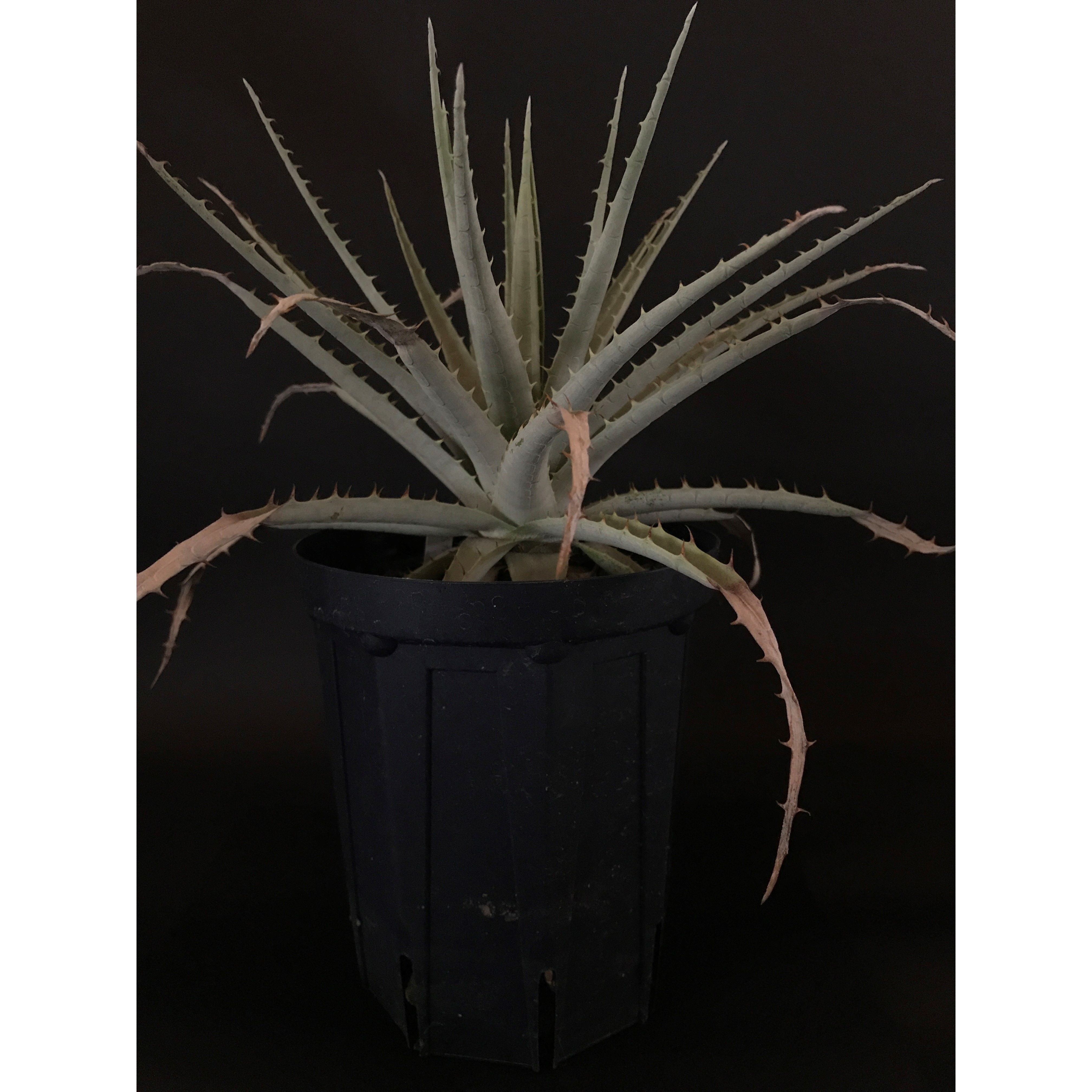 プヤ ベヌスタ Puya venusta | radical botanics プヤ ベヌスタ Puya venusta | radical botanics