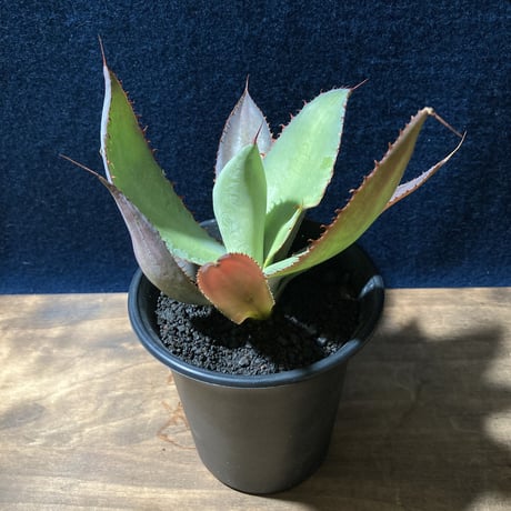 アガベ ボビコルヌタ　Agave bovicornuta
