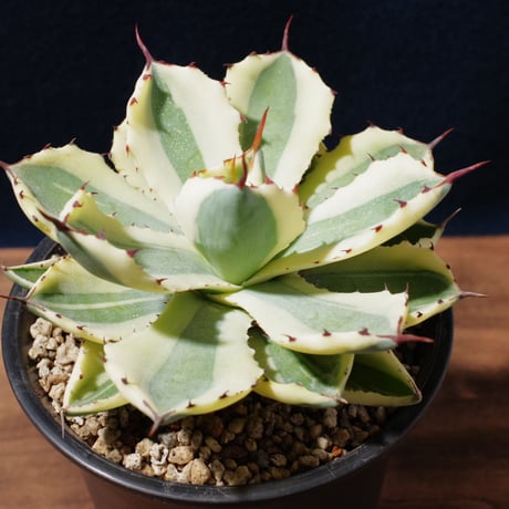 アガベ   スーパークラウン　Agave  potatrum   ‘Super  Crown’