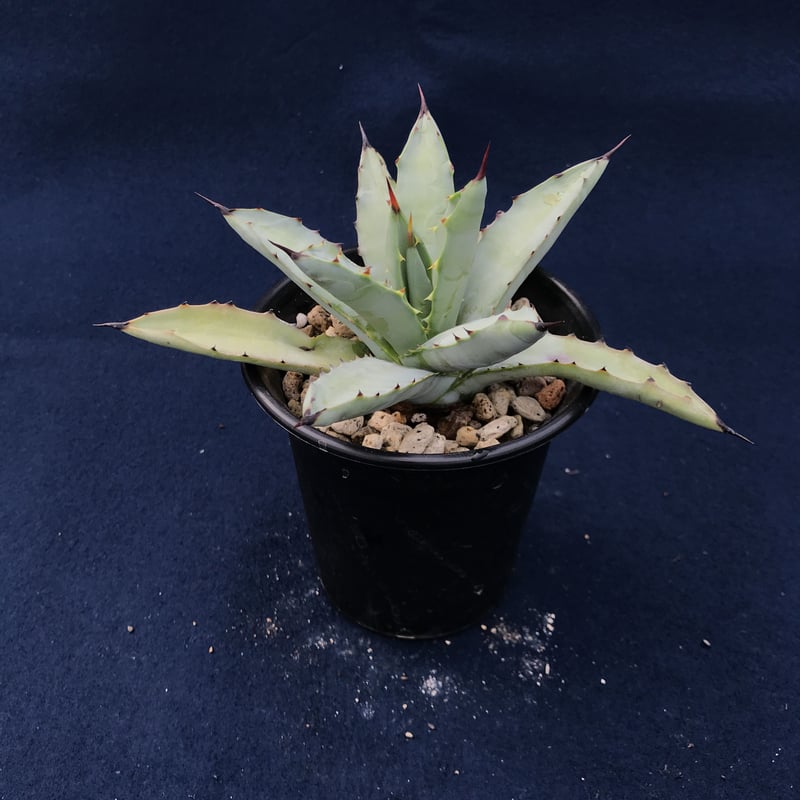 アガベ マクロアカンサ 矮性 特幅広葉 Agave macroacantha 'Sh