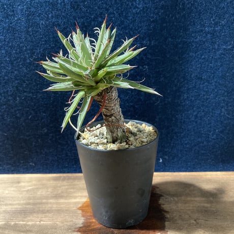 アガベ  姫乱れ雪  極小古株　Agave parviflora
