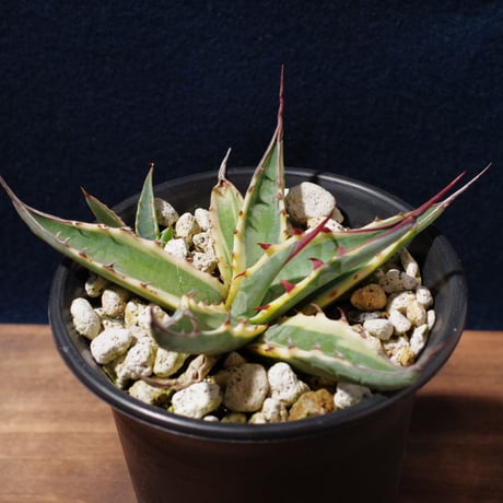 アガベ スカブラ ショート 覆輪　Agave scabra f.variegata 'Short Leaf'