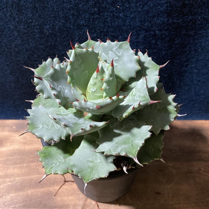 アガベ　王妃甲蟹錦　大株出品 アガベ 王妃甲蟹 中国系特選株 (識別code TypeC) | radical