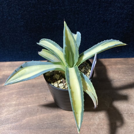 アガベ 琥珀竜　Agave americana f.mediopicta aurea