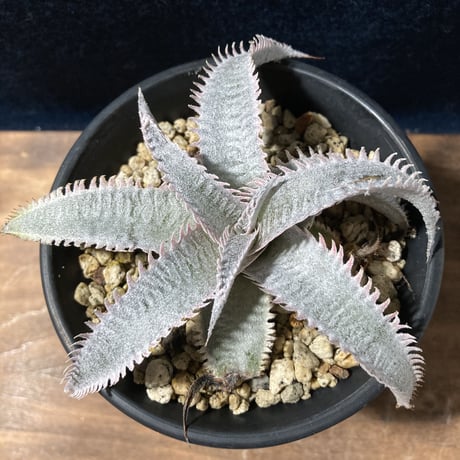 Dyckia ｍarnier-lapostollei “Pink Spine”　ディッキア マルニエラポストレイ ピンクスパイン