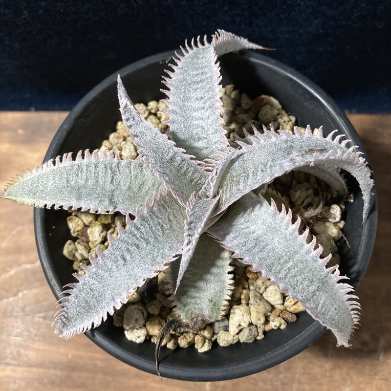 Dyckia marnier-lapostollei “Pink Spine” ディッキア マ