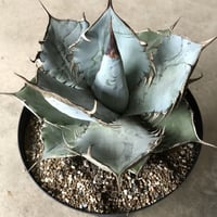 アガベ  チタノータ  Agave titanota    管理 #４