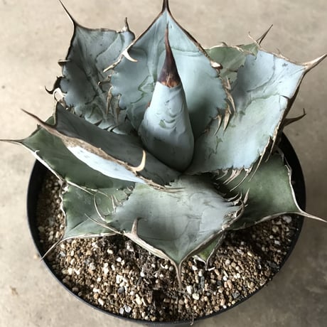 アガベ  チタノータ  Agave titanota    管理 #４