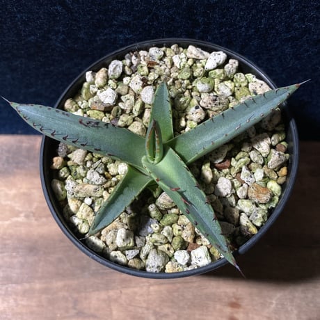 アガベ シャークスキン　Agave nigra “Shark Skin”