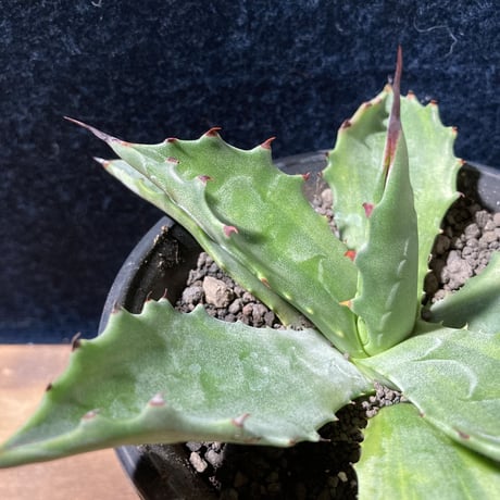 アガベ サルミアナ 墨中斑 “グリーンライトニング”   Agave salmiana “Green Lightning”