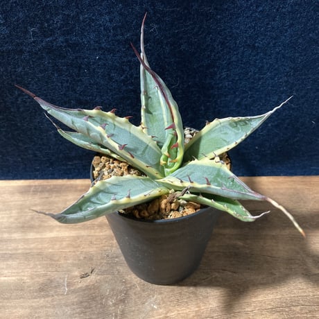 アガベ スカブラ錦 白黄覆輪　Agave scabra f.marginata