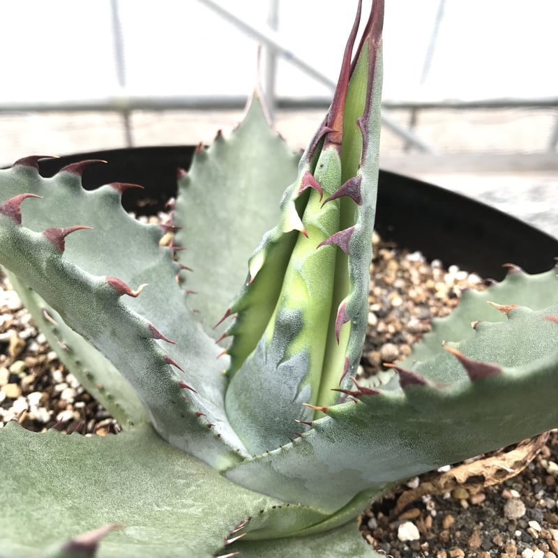 アガベ　サルミアナフェロックス　リップルエフェクト アガベサルミアナフェロックスリップルエフェクト【鉢ごと発送】発根済み